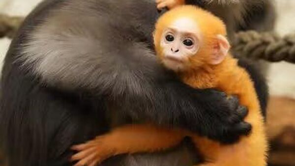 #viral | Dresden Zoo Welcomes Rare Baby Dusky Leaf Monkey - Sputnik Africa
