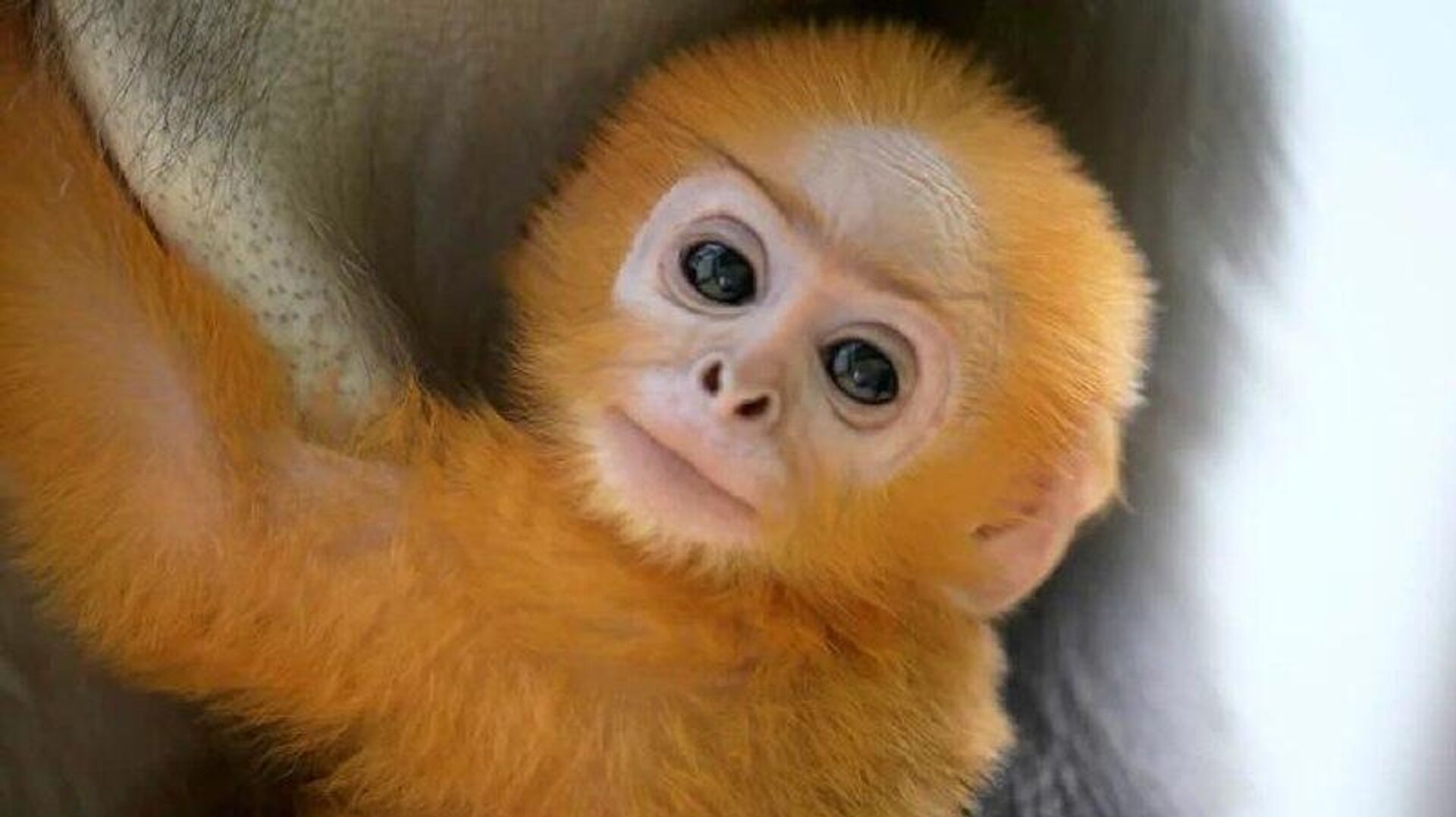 #viral | Dresden Zoo Welcomes Rare Baby Dusky Leaf Monkey - Sputnik Africa, 1920, 28.02.2026