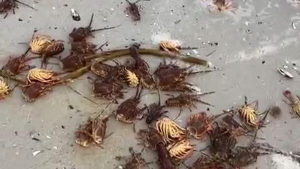 Des homards et des poissons s'échouent massivement sur les côtes sud-africaines - Sputnik Afrique