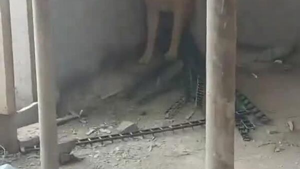 #viral | Even Dogs Have Learned How to Act When Sirens Go Off - Sputnik Africa