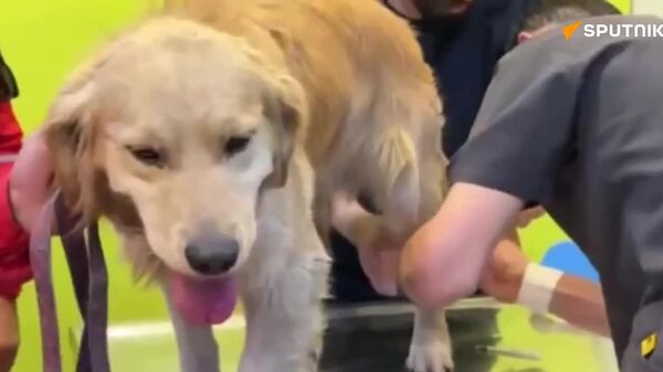 Les chiens de sauvetage du Croissant-Rouge reçoivent l'aide qu'ils méritent - Sputnik Afrique