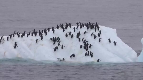 #viral | Epic Splash: Overcrowded Ice Floe Sends Penguins Swimming - Sputnik Africa