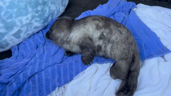 #viral | Baby Seal Saved From Seagulls in Russia - Sputnik Africa