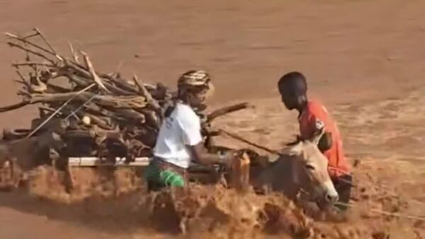 #viral | Left for Dead, Fights for Life: Donkey's Incredible Escape - Sputnik Africa