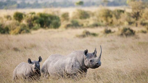 Le rhinocéros noir déclaré espèce éteinte en Éthiopie, selon l'Autorité nationale de conservation de la faune sauvage - Sputnik Afrique