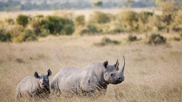 Black Rhino Declared Extinct in Ethiopia: Ethiopian Wildlife Conservation Authority - Sputnik Africa
