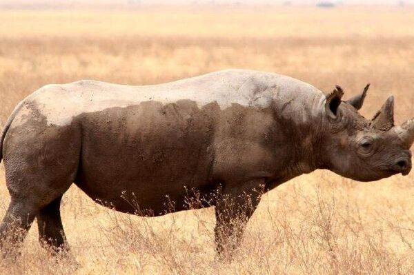 Black Rhino Declared Extinct in Ethiopia: Ethiopian Wildlife Conservation Authority - Sputnik Africa