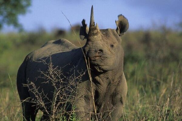 Black Rhino Declared Extinct in Ethiopia: Ethiopian Wildlife Conservation Authority - Sputnik Africa