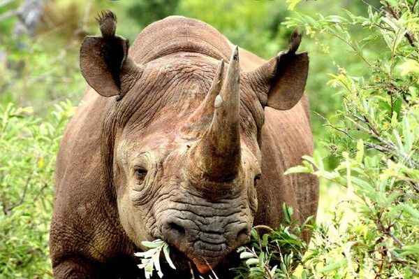 Black Rhino Declared Extinct in Ethiopia: Ethiopian Wildlife Conservation Authority - Sputnik Africa