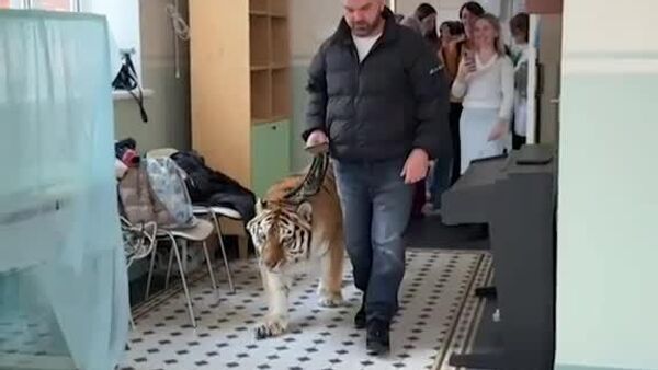 Une tigresse visite un service de soins palliatifs pédiatriques à Moscou - Sputnik Afrique