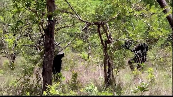 Rwanda Threatens to Withdraw Contingent From Mozambique Due to Lack of Funding: Media - Sputnik Africa