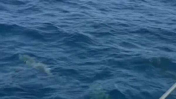 #viral | Over 120 Dolphins Throw an Instant Party Around Boat in Thailand - Sputnik Africa