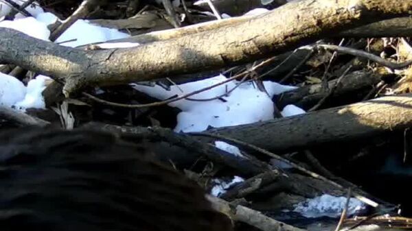 Loutres, gare aux… chats - Sputnik Afrique