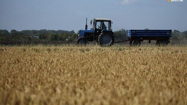 Un projet rizicole qui change la donne pour les agriculteurs camerounais - Sputnik Afrique