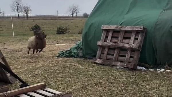 #viral | When You Don't End Up at Holiday Table - Sputnik Africa