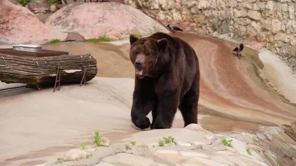 #viral | Bears Wake Up From Hibernation at Moscow Zoo - Sputnik Africa