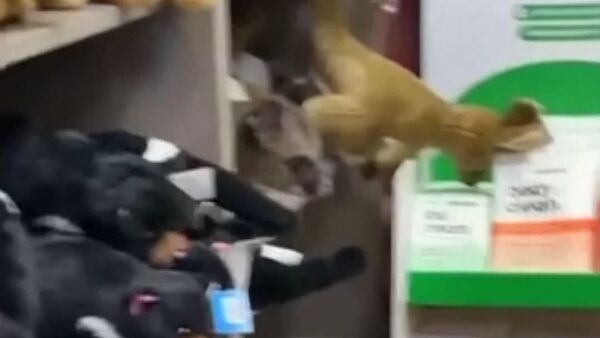 #viral | Live Possum Poses as Plush Toy in Australian Airport Gift Shop - Sputnik Africa