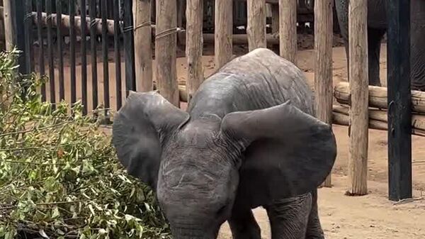 #viral | Baby Elephant Shows Off Her Football Skills— Filmed at Just Three Months Old - Sputnik Africa