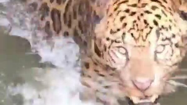 Un jaguar sauvé après sa chute dans un canal hydroélectrique au Brésil - Sputnik Afrique