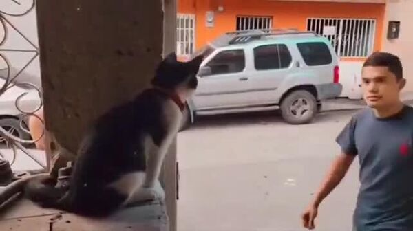 #viral | ‘Holy’ Cat Blesses Worshippers - Sputnik Africa