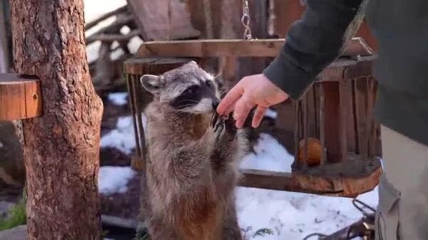 Réveillés après l’hiver, les ratons laveurs du zoo de Moscou se jettent sur les friandises - Sputnik Afrique