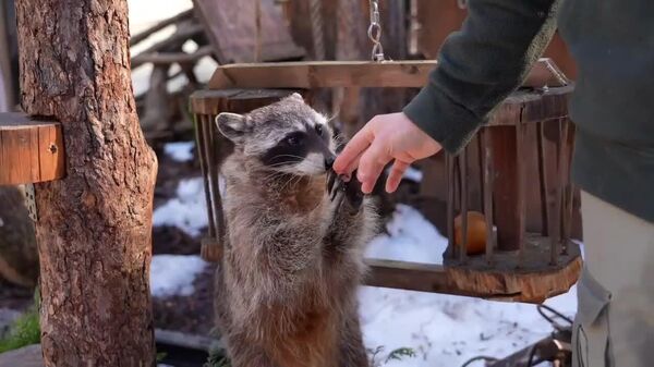 #viral | Winter Nap Off, Food Mode On - Sputnik Africa