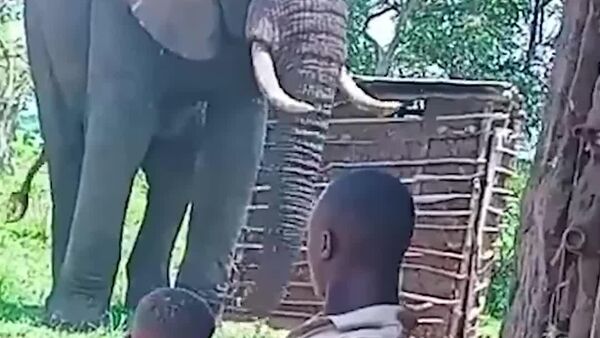 #viral | 'Do You Have Any Snacks?': Curious Elephant Drops In on Family in Uganda - Sputnik Africa
