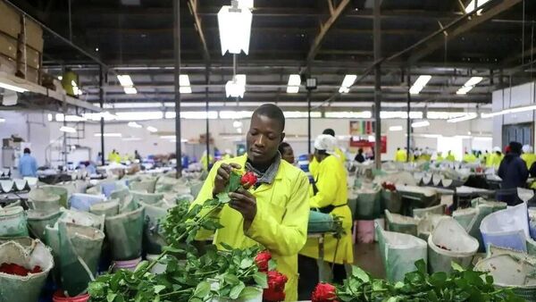  Le secteur floral kényan  - Sputnik Afrique