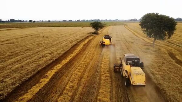 Ethiopia's Wheat Surge: 29 Million Tonnes Make It Africa's Top Producer – Ethiopian Investment Holdings - Sputnik Africa