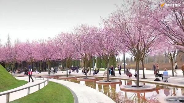 Southern Russia Welcomes Spring as Plum Blossoms Transform Krasnodar - Sputnik Africa