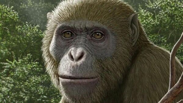 Egyptian Discovery Rewrites Origins Theory: Ancient Ape Ancestor Found in Western Desert - Sputnik Africa