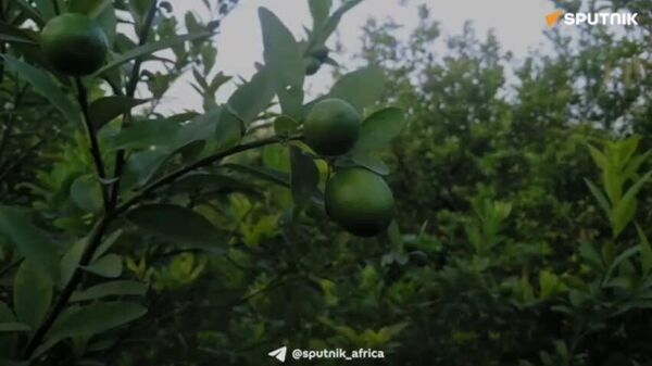 SA Producers Forecast Up to 5% Growth in Citrus Exports Following Record 2025 Season: Media - Sputnik Africa