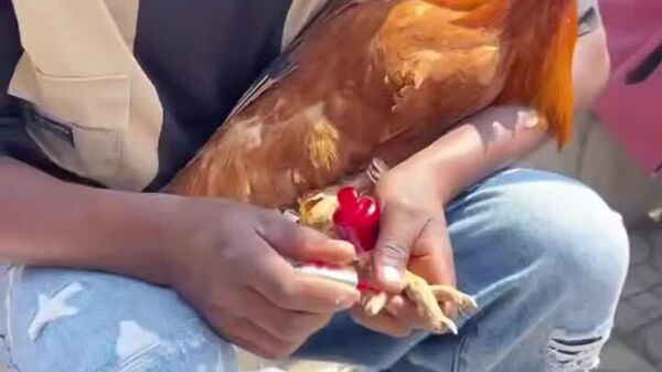 #viral | Everyone Needs to Be Ready for Easter — Even Chickens - Sputnik Africa