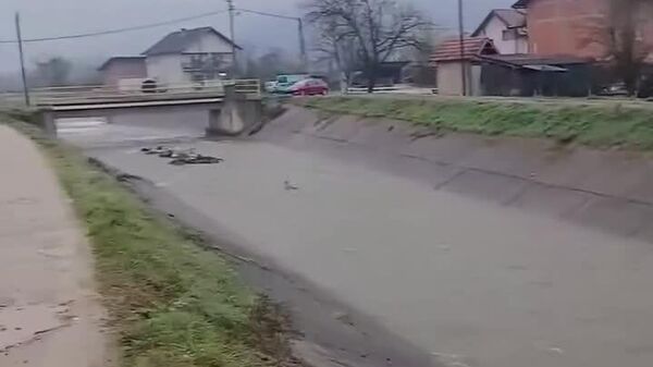 #viral | Young Man Saves Roe Deer From Raging Torrent - Sputnik Africa