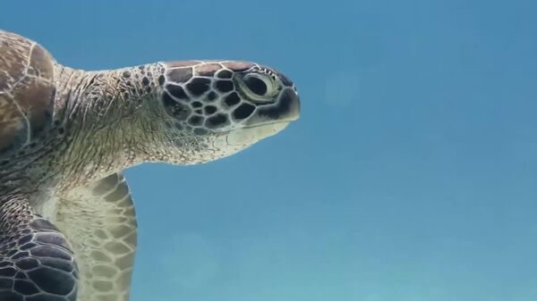 Cape Verde's Leader Calls on 20 African Nations to Join Forces Against Atlantic Ocean Plastic - Sputnik Africa