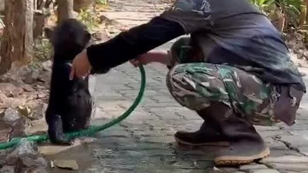 Un ours a trouvé la solution à la canicule en Thaïlande - Sputnik Afrique