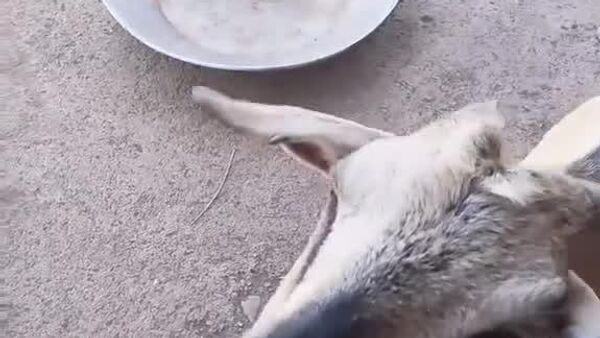 #viral | This Goat is Bringing Ethiopia Closer to Cashless Green Economy - Sputnik Africa