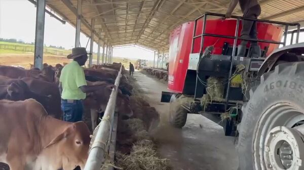 #viral | From State House to Farm: Kenya's President William Ruto Gets His Hands Dirty - Sputnik Africa