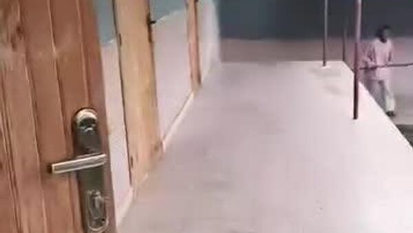 #viral | Monkey Mayhem: Students Outwitted on Ethiopian Campus - Sputnik Africa