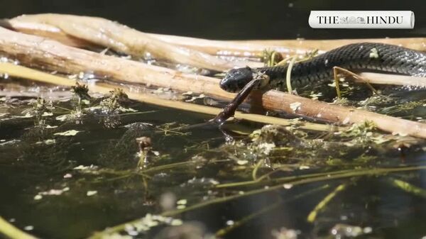 L'Inde souhaite utiliser des serpents et des crocodiles pour protéger ses frontières - Sputnik Afrique