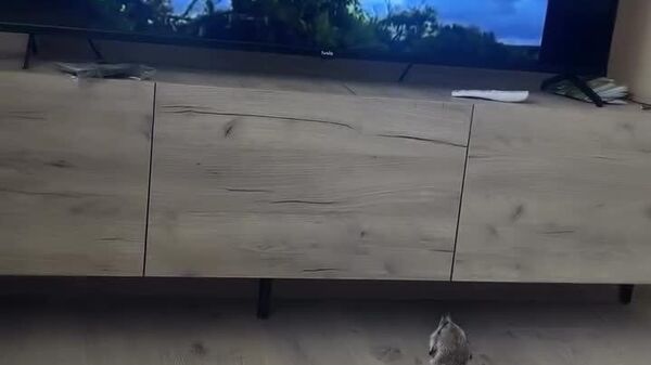 #viral | Predator or Plasma? Meerkat Faces His Greatest Fear - Sputnik Africa