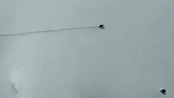 #viral | Bear Masterfully Kicks Off Freeride Season on Mount Elbrus - Sputnik Africa