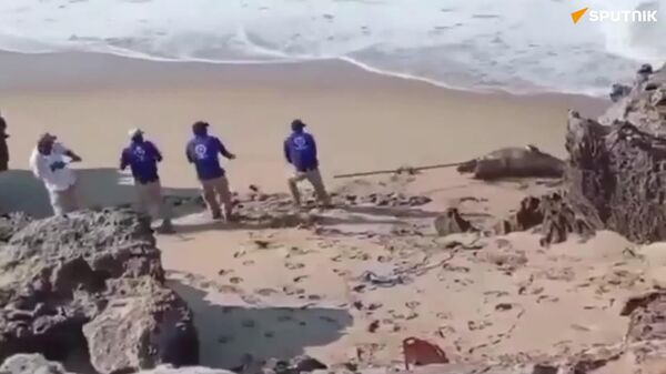 Trois crocodiles ont été découverts sur les plages du Mexique - Sputnik Afrique