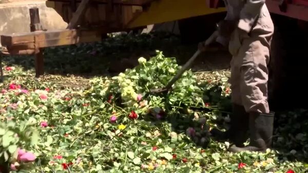 Les exportateurs kényans jettent des tonnes de fleurs à cause des perturbations du trafic aérien - Sputnik Afrique
