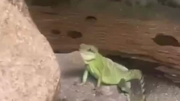 #viral | Tropical Courtesy: Malaysia Houses Most Polite Iguana Ever - Sputnik Africa