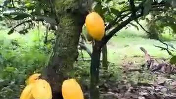 Cocoa Overtakes Oil in Cameroon's Exports — But Expert Urges Local Processing, Not Raw Exports - Sputnik Africa