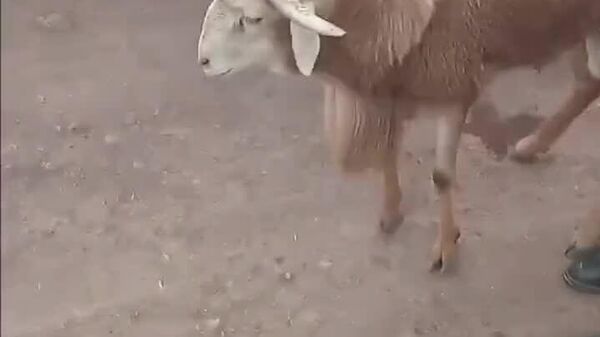 #viral | Four-Horned Sheep Steals Spotlight at Holiday Market - Sputnik Africa