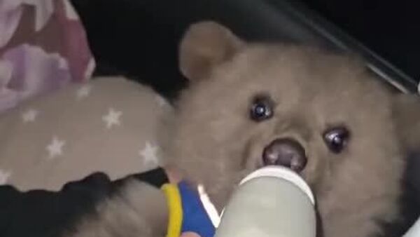 #viral | Three-Month-Old Orphan Bear Cub Rescued in Southern Russia - Sputnik Africa