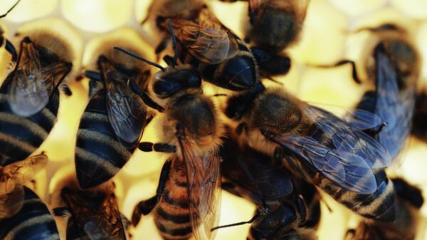 Tanzania’s Bee-Keepers Target International Markets - Sputnik Africa