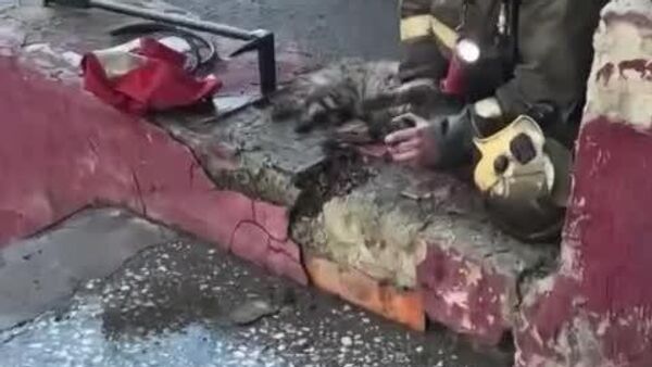 #viral | Heartwarming Scene: Firefighter Revives Kitten After Fire in Russia - Sputnik Africa